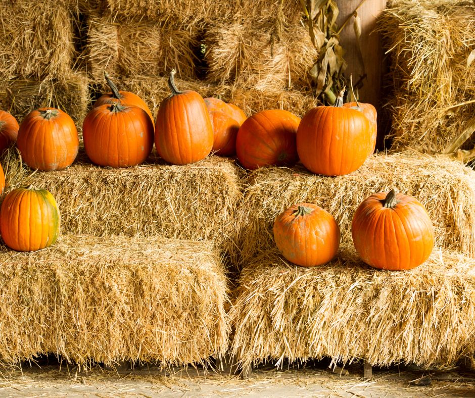 pumpkins sitting on stacks of hay