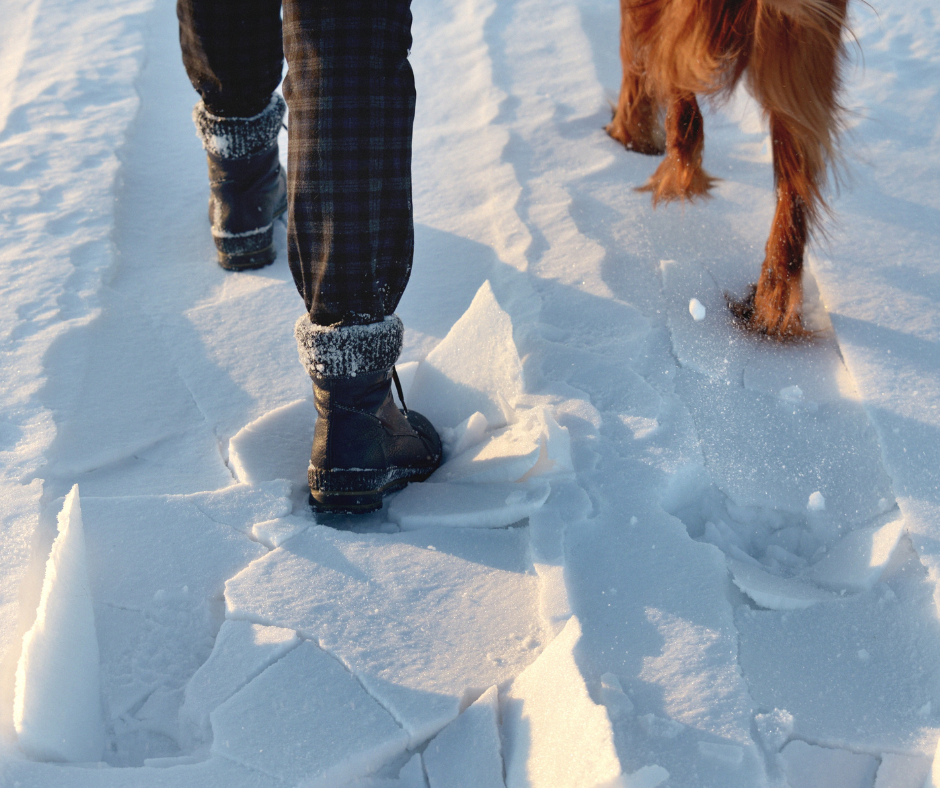 Walking dog in the snow