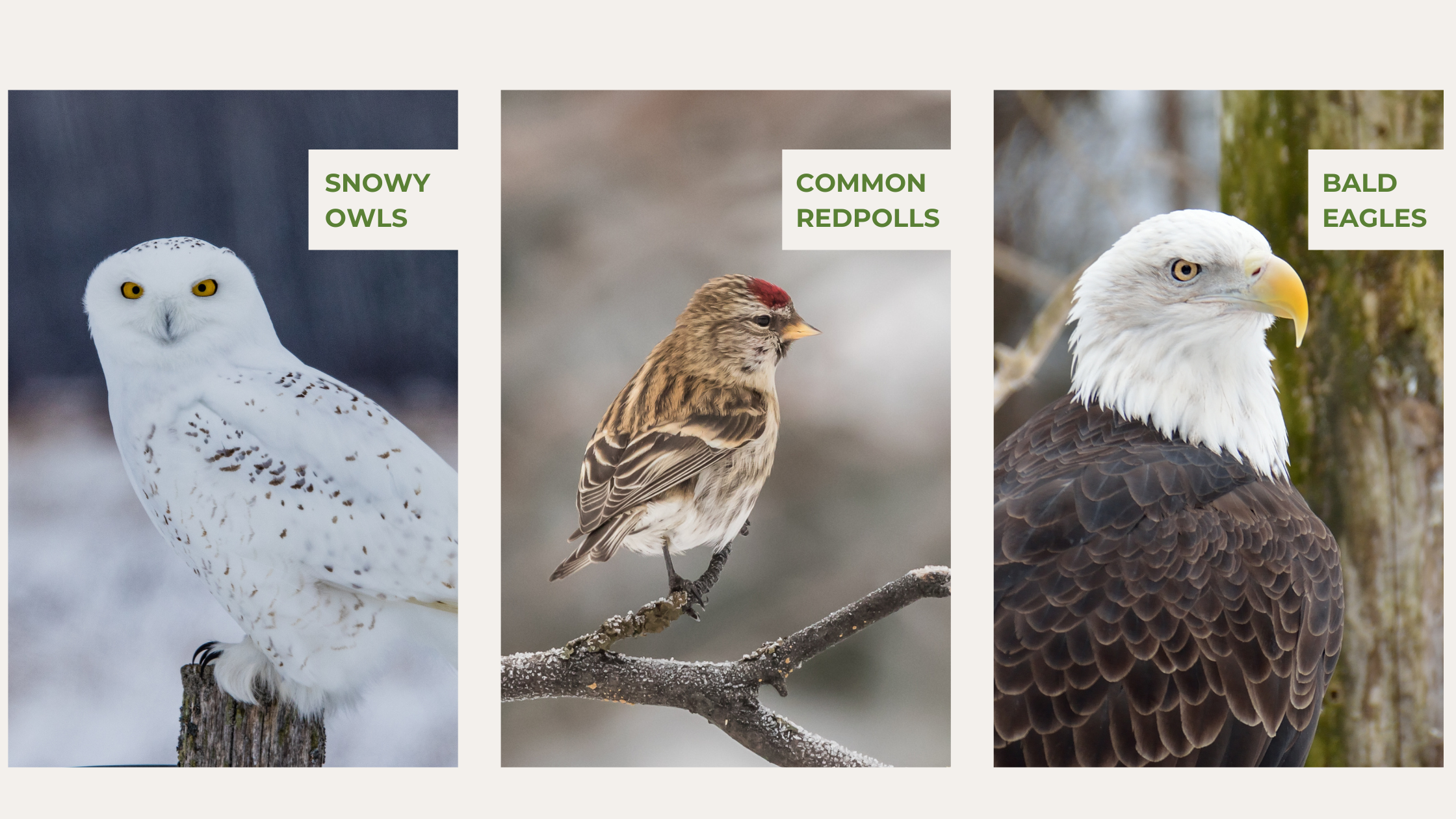 Bird to watch for on Minnesota's North Shore of Lake Superior