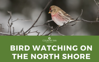 Bird watching on Minnesota's North Shore of Lake Superior