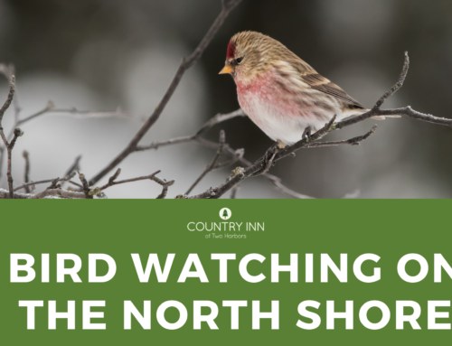 Bird Watching on Lake Superior: A North Shore Experience